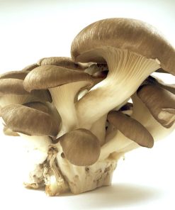 霜降りひらたけ